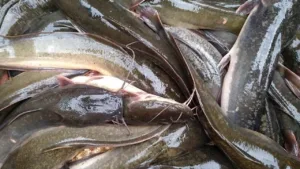 Usaha Ikan Lele